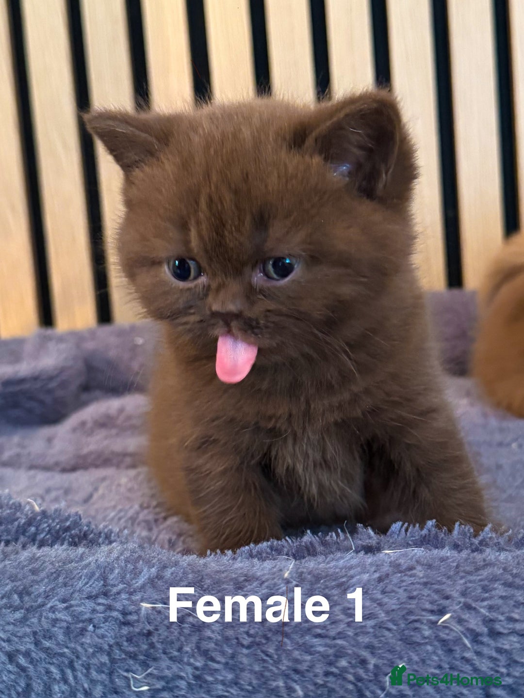 British Shorthair cats for sale: Chocolate/lilac - all cinnamon carriers  - Image 7