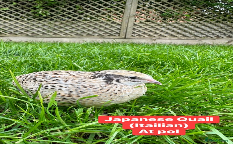 Quail poultry - Advert 7