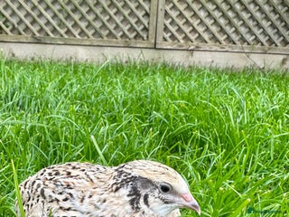 Quail poultry - Advert 27