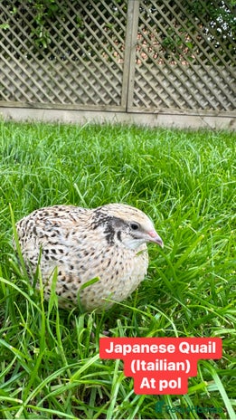 Quail poultry - Advert 16