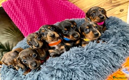 Miniature Dachshund dogs for sale: Beautiful bunch of girls /boy 🩷✨ Kc mini pups   - Image 9