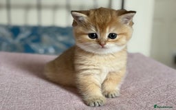 British Shorthair cats for sale: Champion line golden BSH - Image 17
