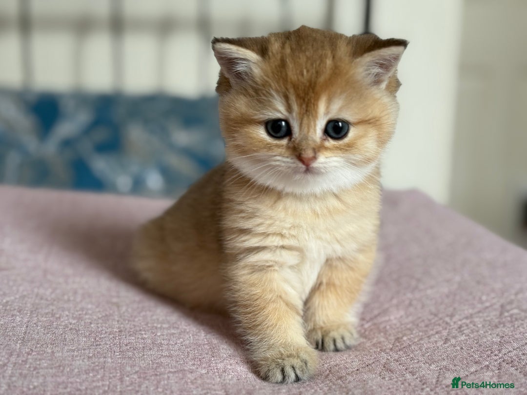 British Shorthair cats for sale: Champion line golden BSH - Image 17