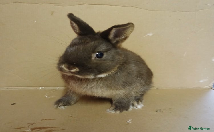 Netherland Dwarf rabbits - Advert 8