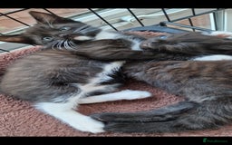 Mixed Breed cats for sale: Kittens 🐈‍⬛ - Image 16