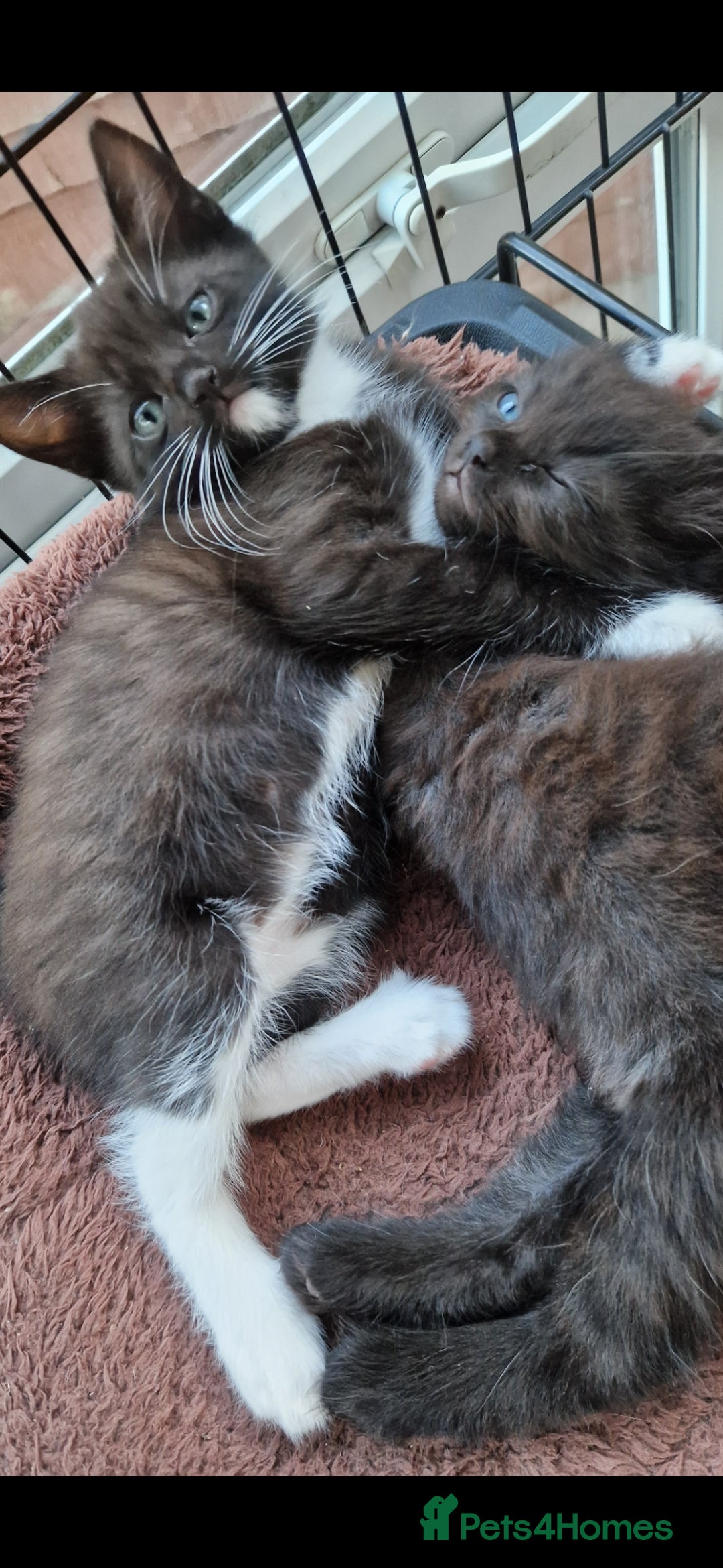 Mixed Breed cats for sale: Kittens 🐈‍⬛ - Image 16