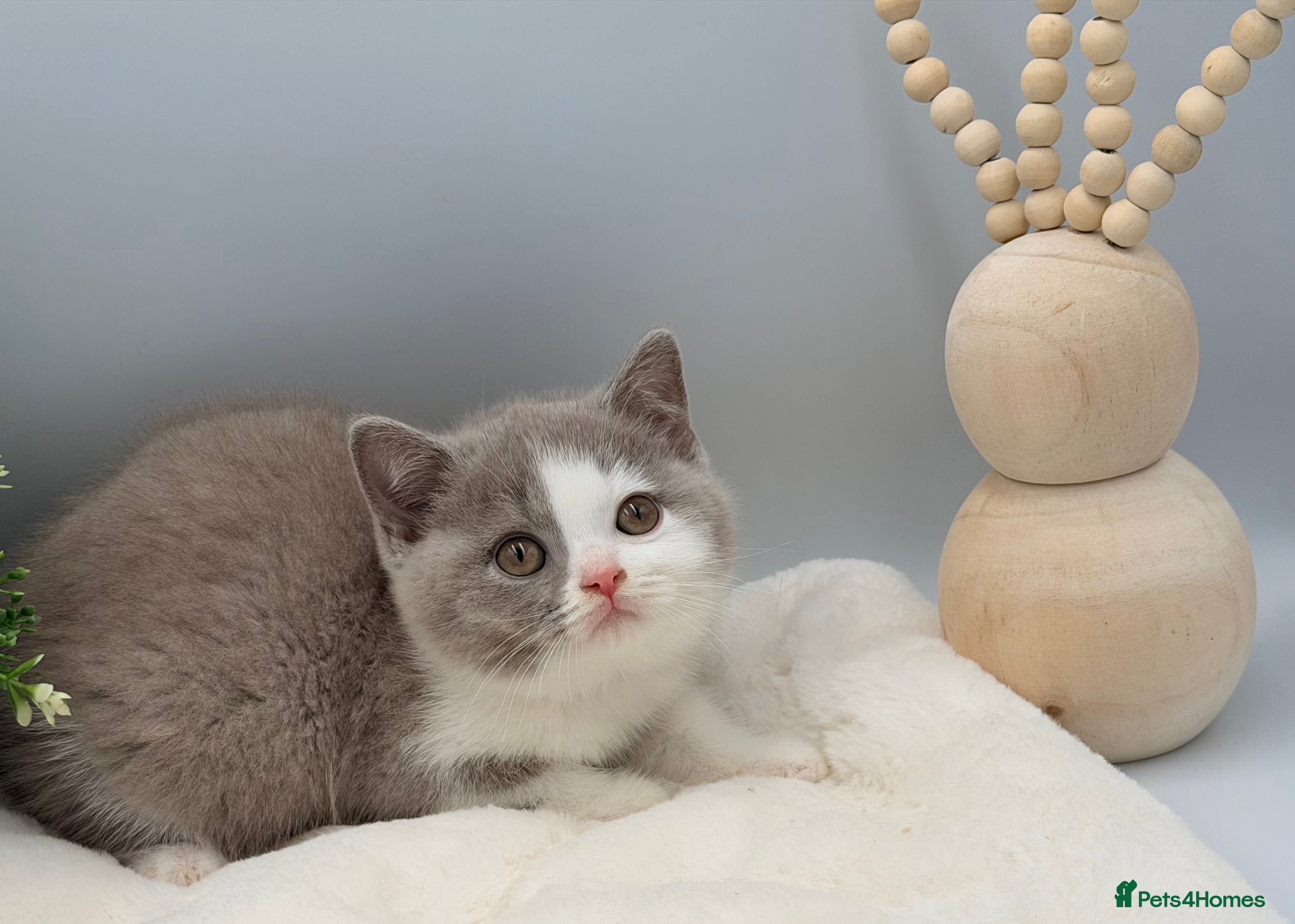 British Shorthair cats PEDIGREE REGISTERED CHUNKY BRITISH SHORTHAIRS  - Advert 14