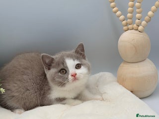 British Shorthair cats PEDIGREE REGISTERED CHUNKY BRITISH SHORTHAIRS - Advert 14