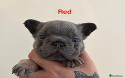 French Bulldog dogs for sale: 3 Female French bulldog puppies  - Image 21