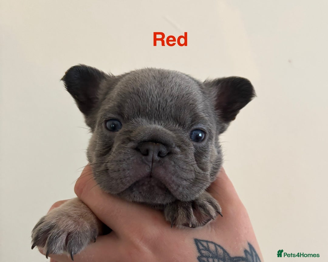 French Bulldog dogs for sale: 3 Female French bulldog puppies  - Image 21