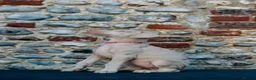 Dobermann dogs for sale: Exceptional White & Cream Doberman Puppies - Advert 24