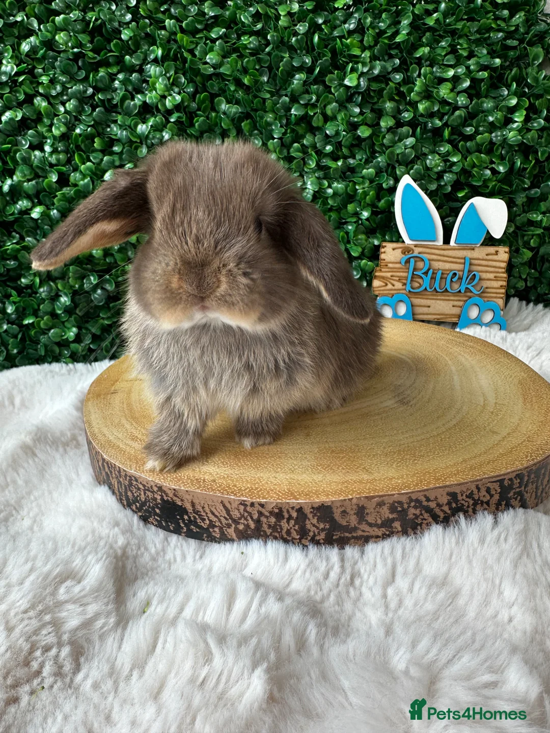 Mini Lop rabbits for sale: Mini Lops Rabbits Ready to leave 9.06.26 - Advert 1
