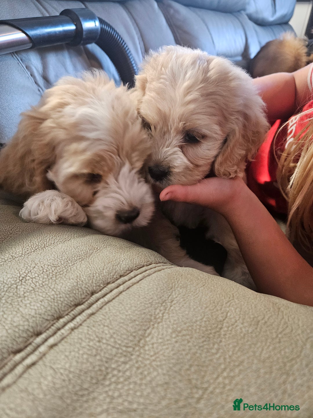 Cockapoo dogs for sale: American cockapoo  - Image 8