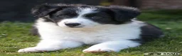 Border Collie dogs for sale: Handsome ISDS registered male puppy - Advert 4