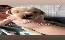 Labrador Retriever dogs for sale: Girl & Boy beautiful lab pups With paperwork  - Image 23