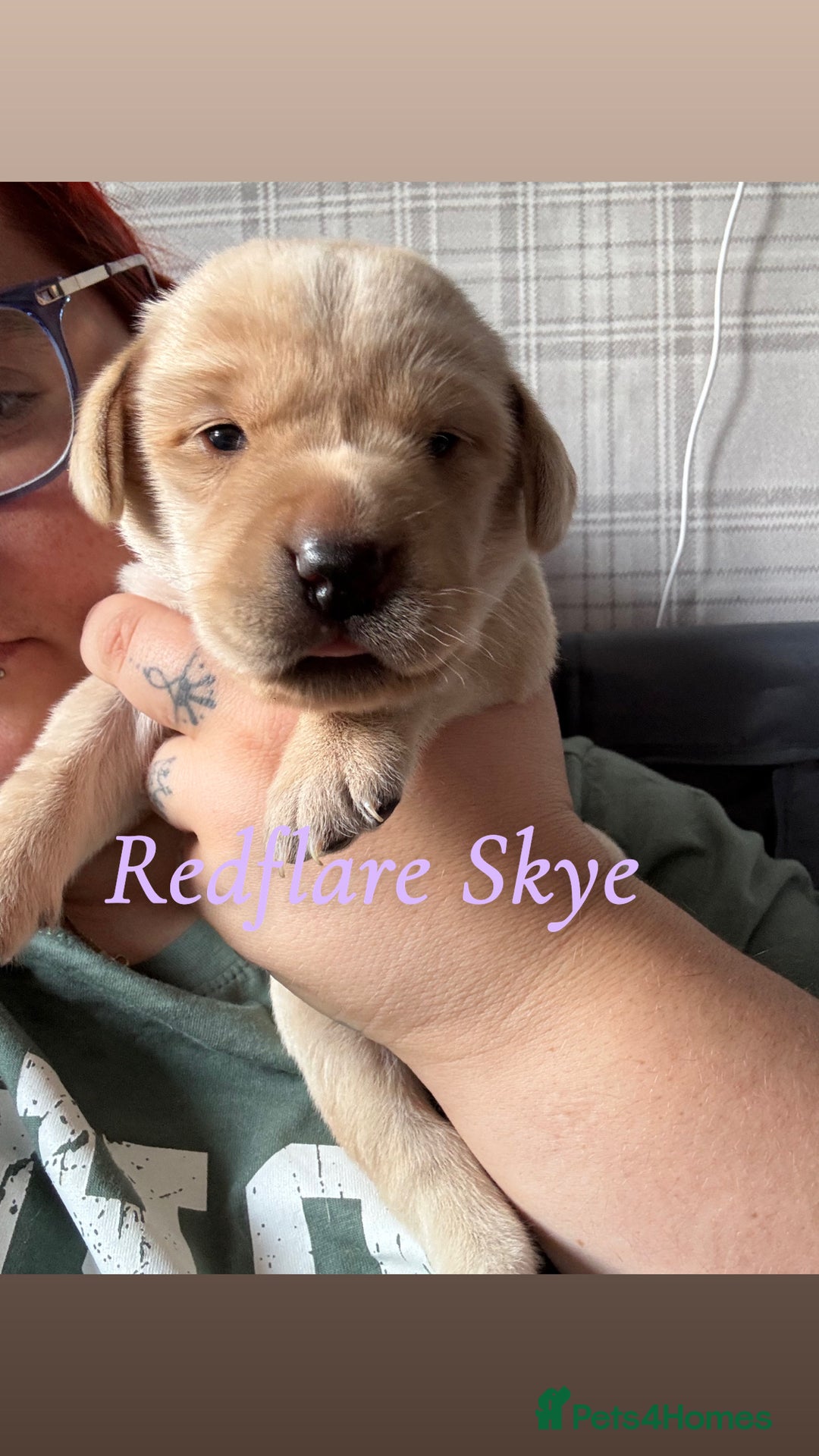 Labrador Retriever dogs for sale: Girl & Boy beautiful lab pups With paperwork  - Image 23