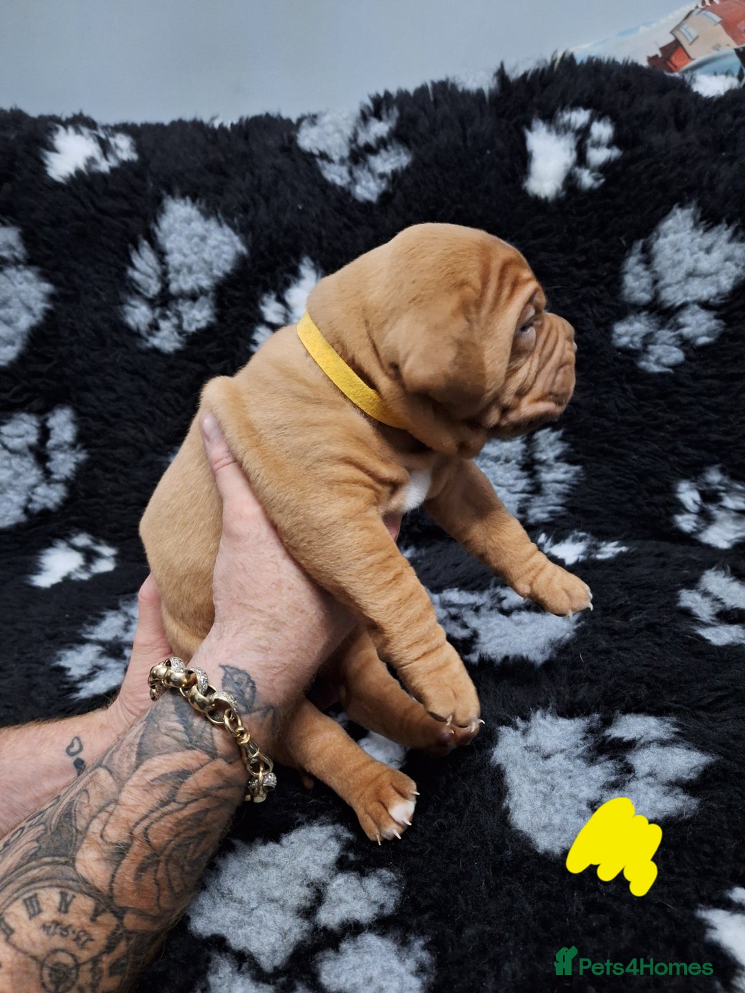 Dogue De Bordeaux dogs for sale: Dogue De Bordeaux Puppies-Champion Bloodlines - Image 20