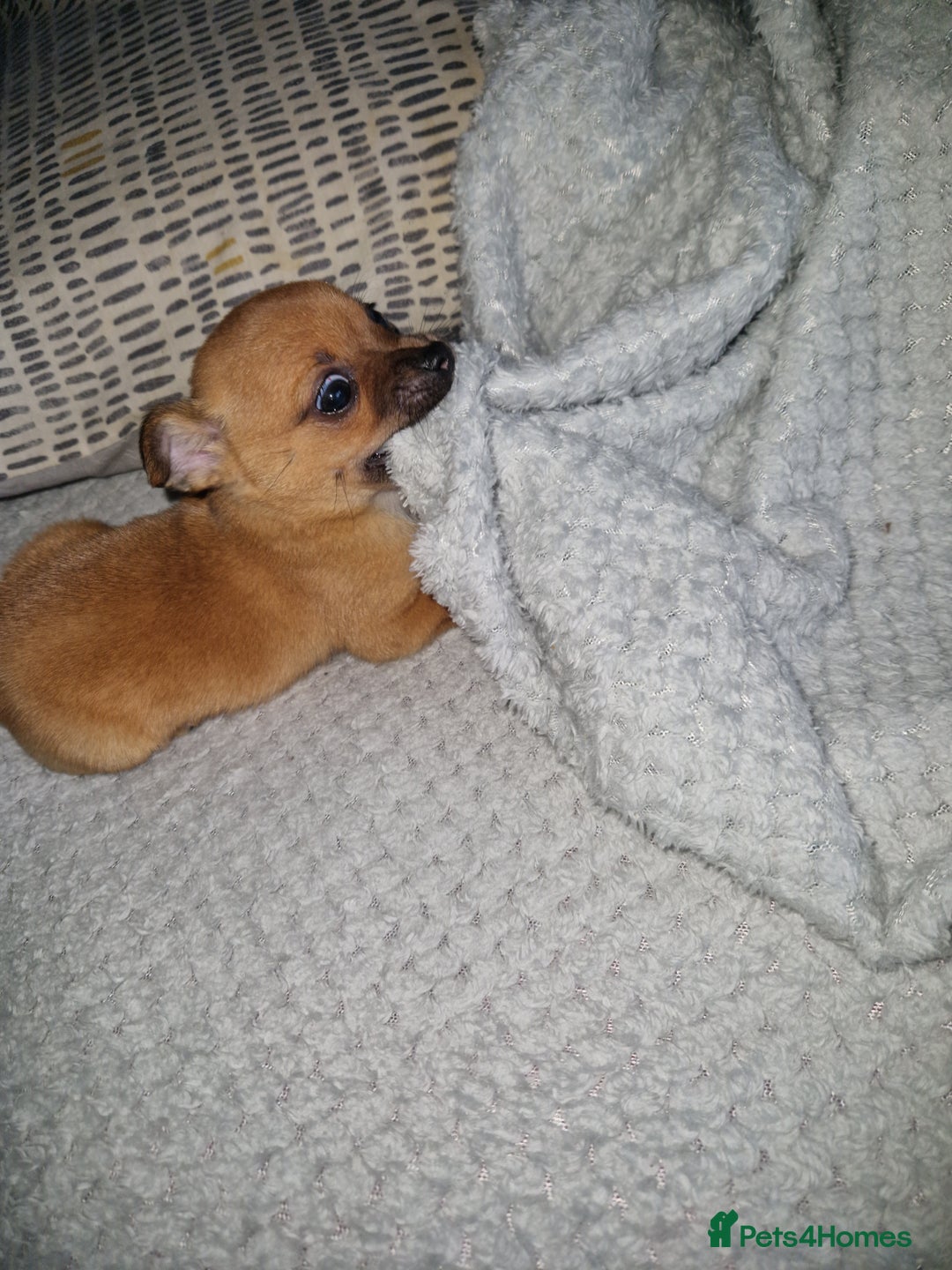 Mixed Breed dogs for sale: Adorable 9 weeks old male jackawawa puppy - Advert 16