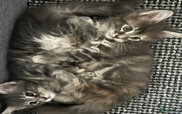 Maine Coon cats for sale: Beautiful Maine coon kittens  - Advert 3