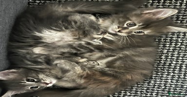 Maine Coon cats - Advert 1