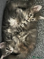 Maine Coon cats - Advert 4