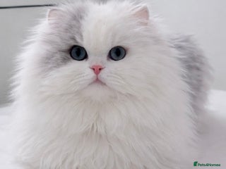 Mixed Breed cats Persian cat - Advert 16