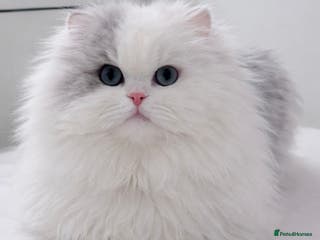 Mixed Breed cats Persian cat - Advert 5
