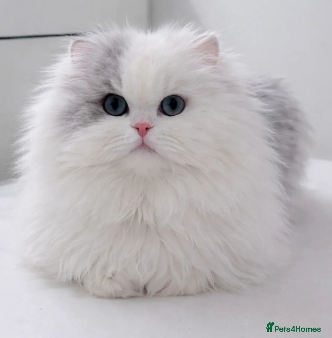 Mixed Breed cats for sale: Persian cat  - Advert 1
