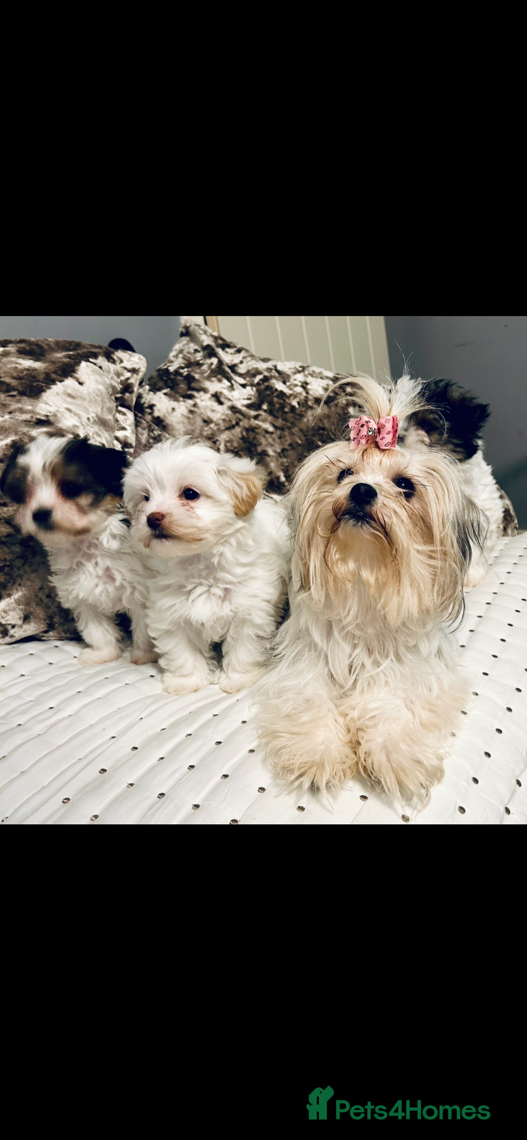 Biewer Terrier dogs for sale: Biewer terrier puppies  - Image 1