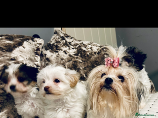 Biewer Terrier dogs - Advert 1