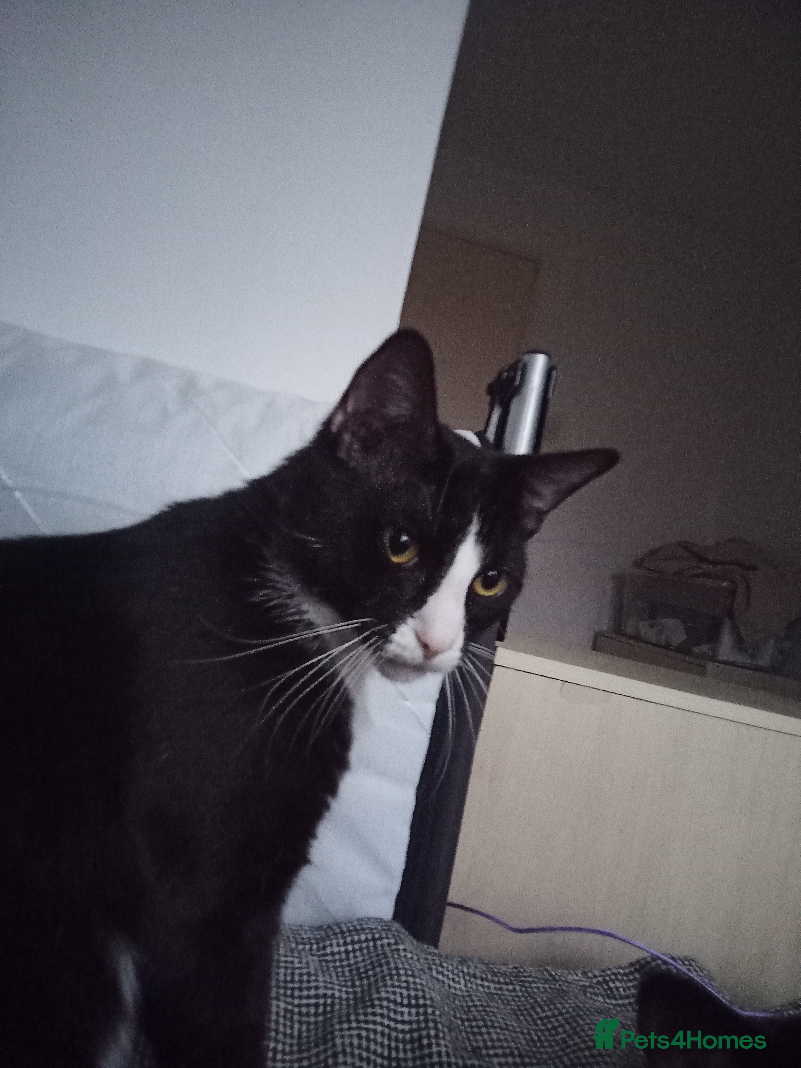 Mixed Breed cats Jacob A mixed breed of a tuxedo and a ragdoll  - Advert 1