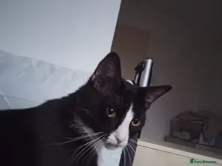 Mixed Breed cats Jacob A mixed breed of a tuxedo and a ragdoll - Advert 1