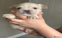 French Bulldog dogs for sale: Furry french bulldogs - Image 7