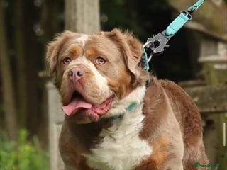 Olde English Bulldogge dogs in Lowestoft - Advert 22