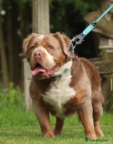 Olde English Bulldogge dogs REGINALD VISUAL FLUFFY 🔥 in Lowestoft - Advert 20