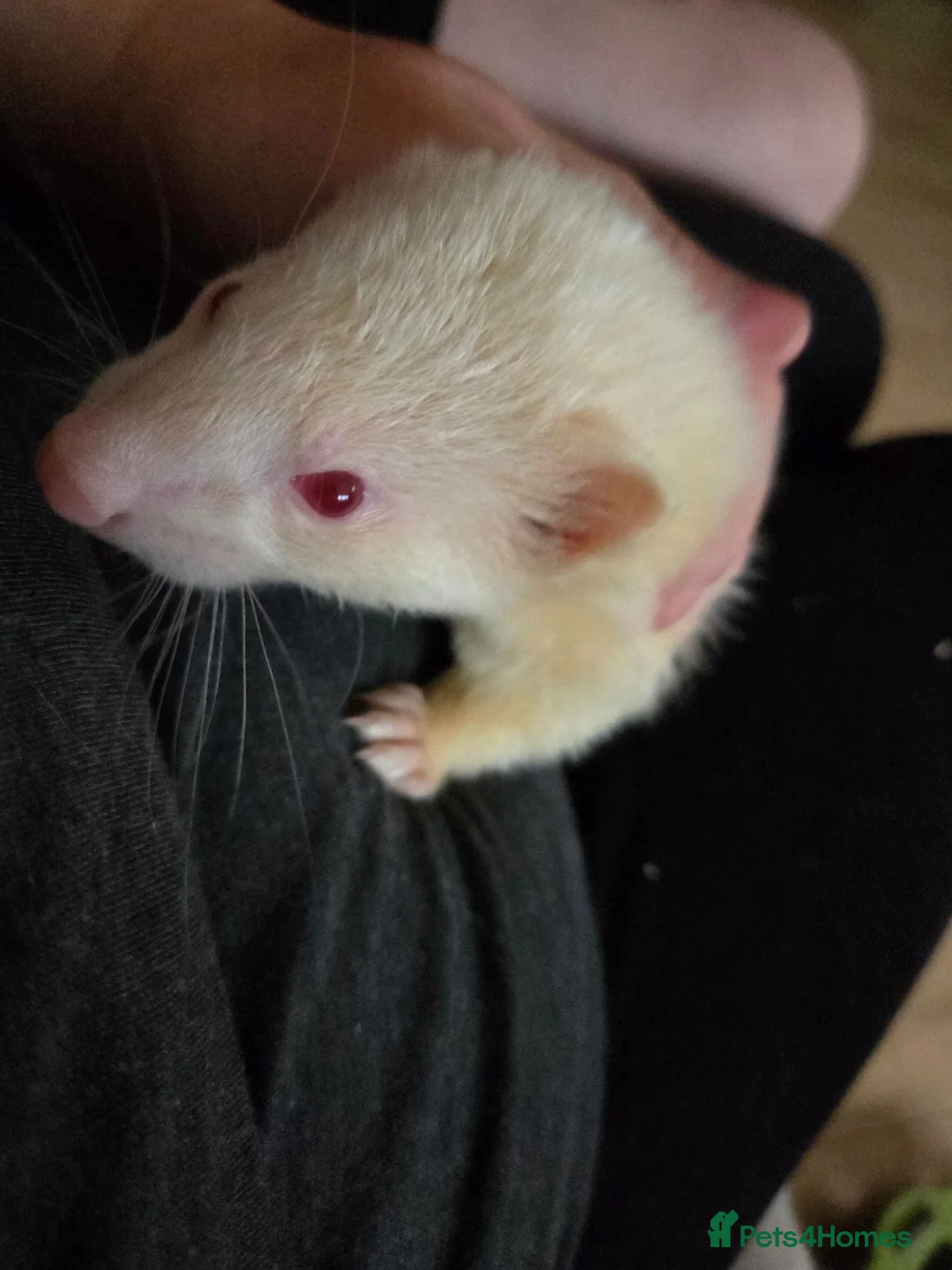 Ferret rodents for sale: Jill ferret looking for new home - Advert 2