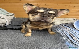 French Bulldog dogs for sale: French bulldog full visual fluffy poss pink left - Advert 3