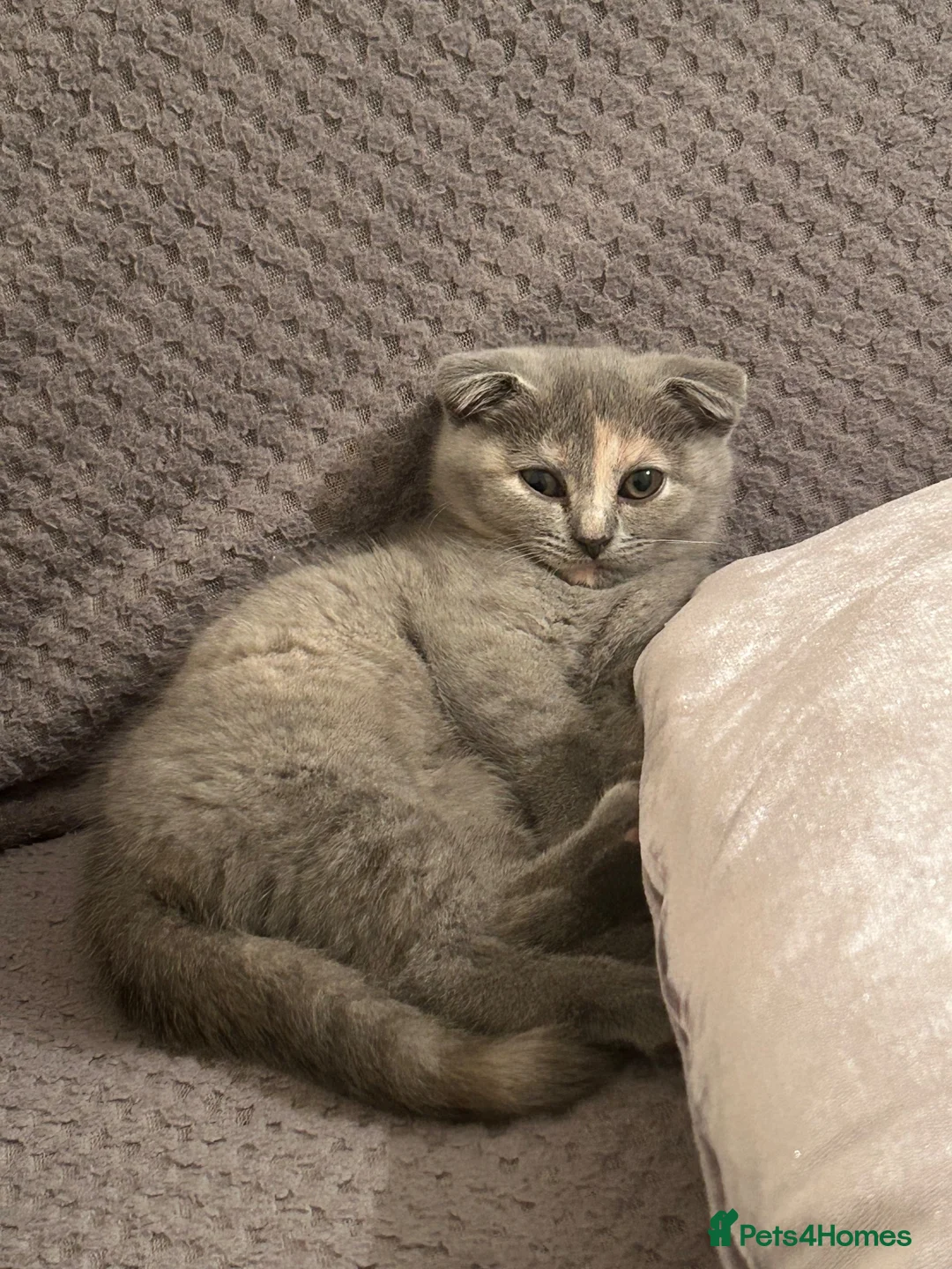 Mixed Breed cats for sale: Kitten for sale - Advert 2