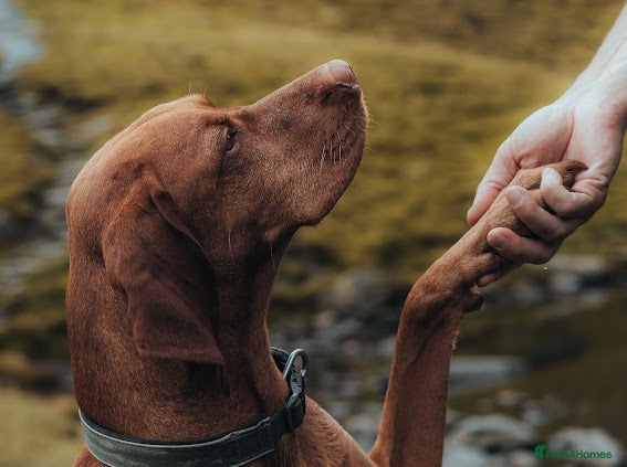 Hungarian Vizsla dogs   *Proven Stud* Son of Hungarian Grand Champion - Advert 6