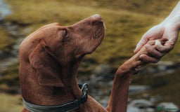 Hungarian Vizsla dogs for stud:   *Proven Stud* Son of Hungarian Grand Champion in Workington - Image 1