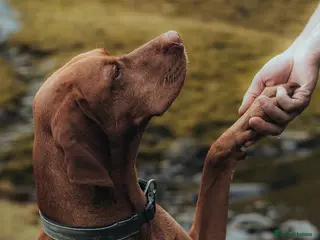 Hungarian Vizsla dogs *Proven Stud* Son of Hungarian Grand Champion - Advert 14