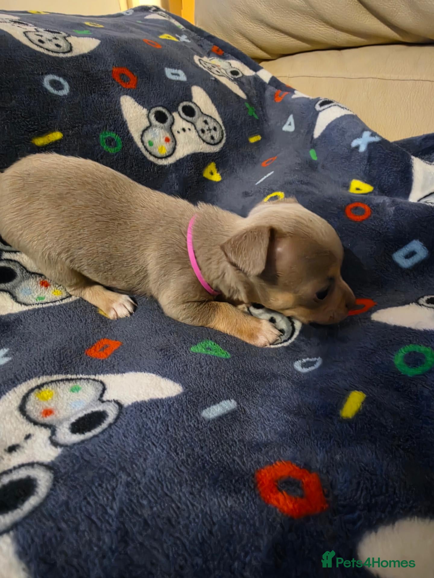Chihuahua dogs Beautiful Chihuahua Puppies Lookin for 4ever Homes - Advert 2
