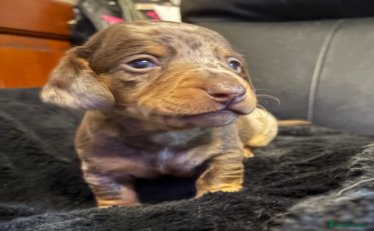 Miniature Dachshund dogs - Advert 1