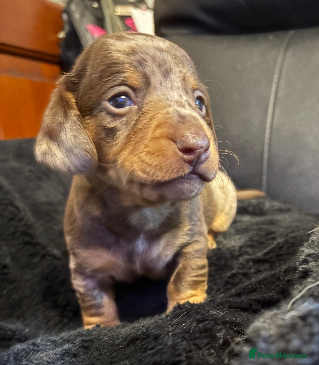 Miniature Dachshund dogs for sale: Stunning little boys - Image 1