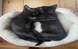 Domestic Shorthair cats for sale: Two darling black female kittens for sale in Bagshot - Image 1