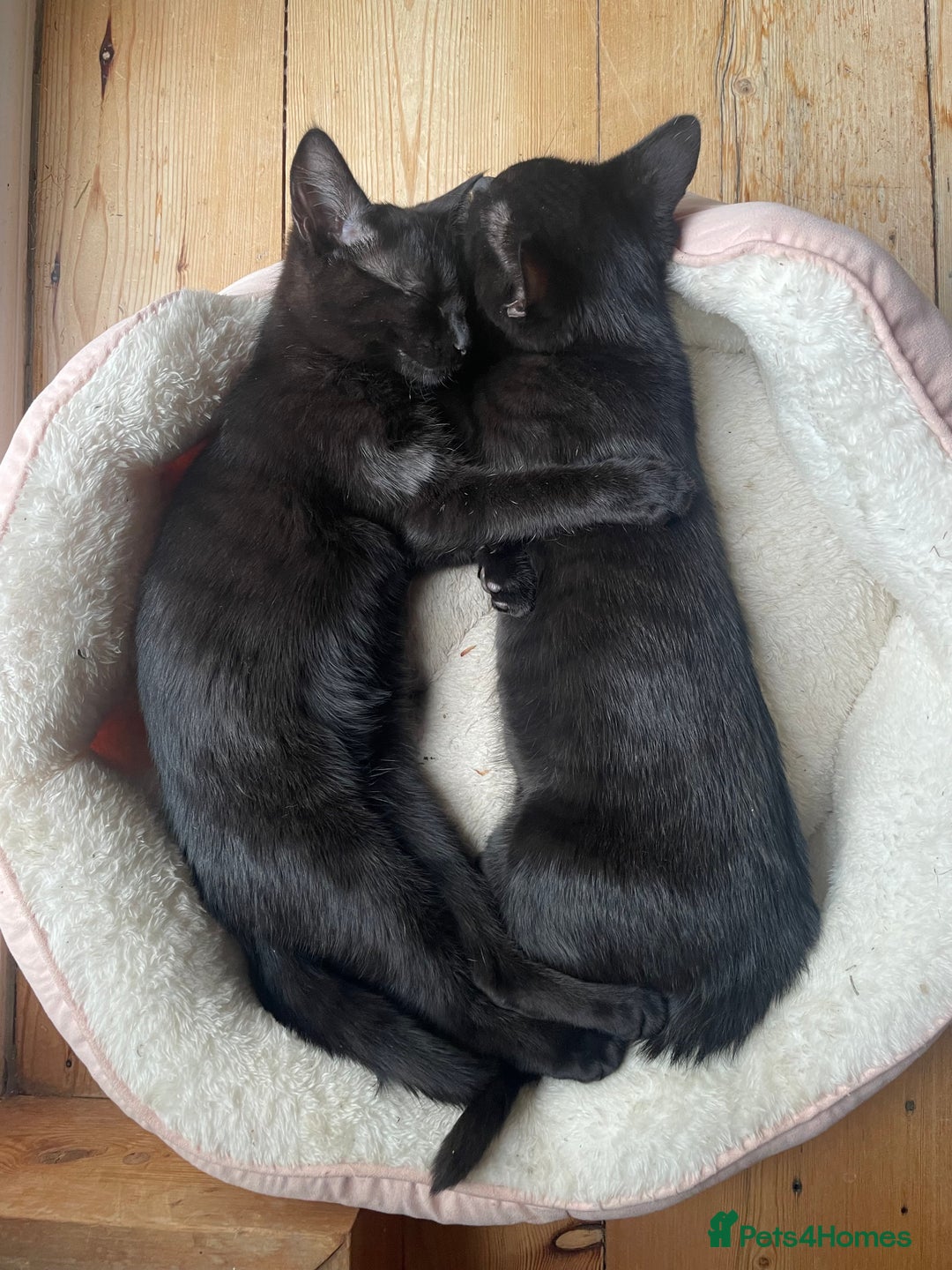 Domestic Shorthair cats for sale: Two darling black female kittens for sale in Bagshot - Image 1