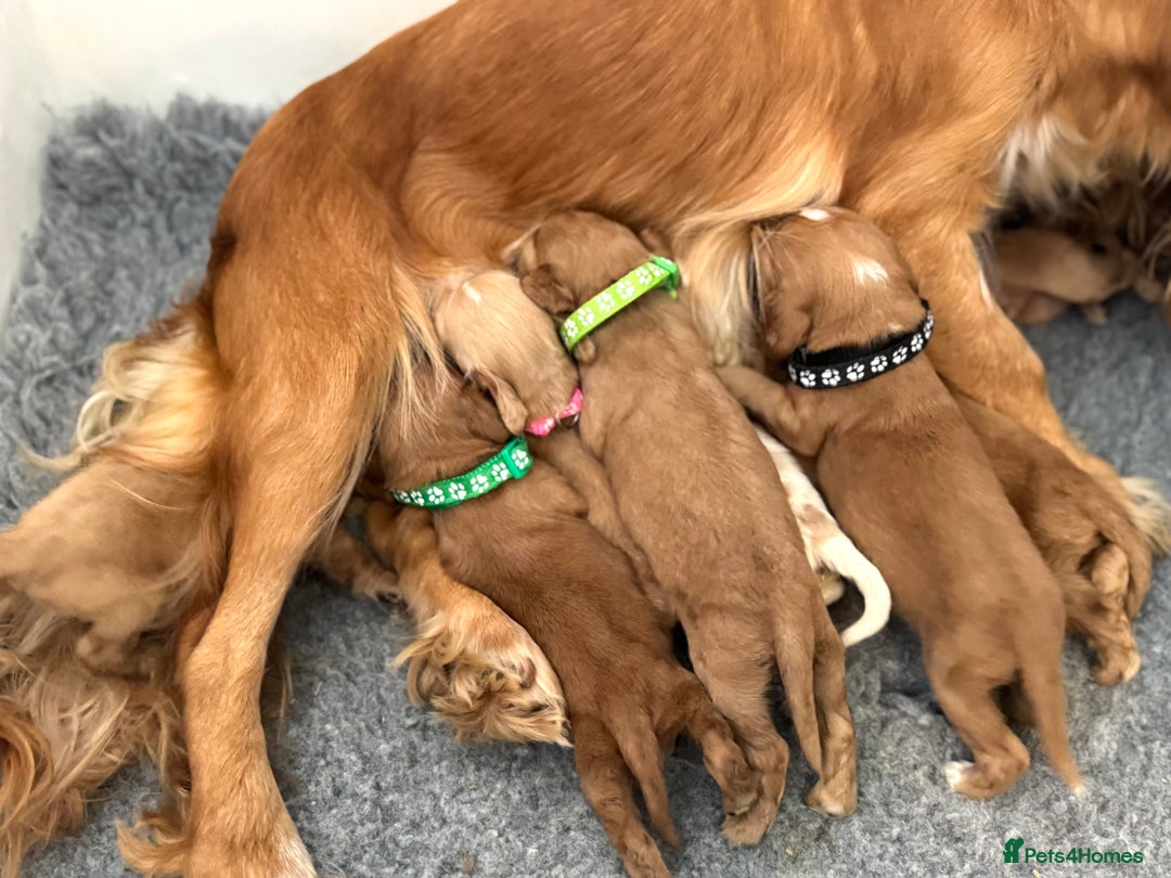 Cocker Spaniel dogs for sale: 🐾 🌟 Exceptional Show Type Cocker Spaniels 🐾 🌟 - Image 9