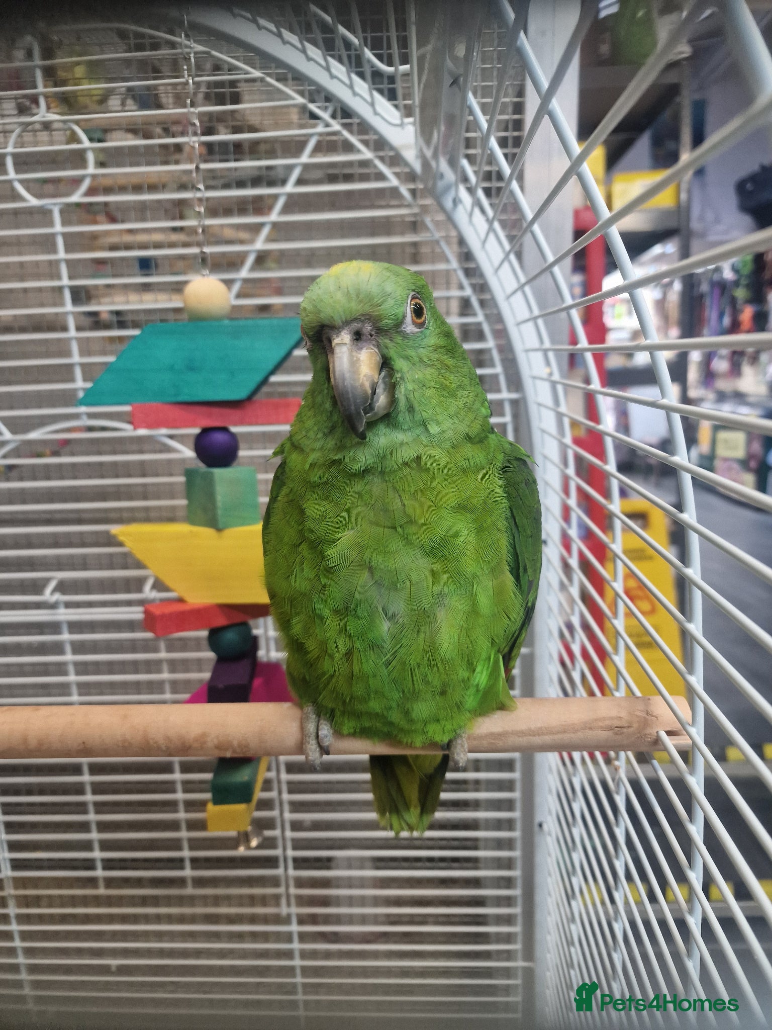 Parrots birds PARROTS/AMAZONS/PARAKEETS Available  - Advert 2