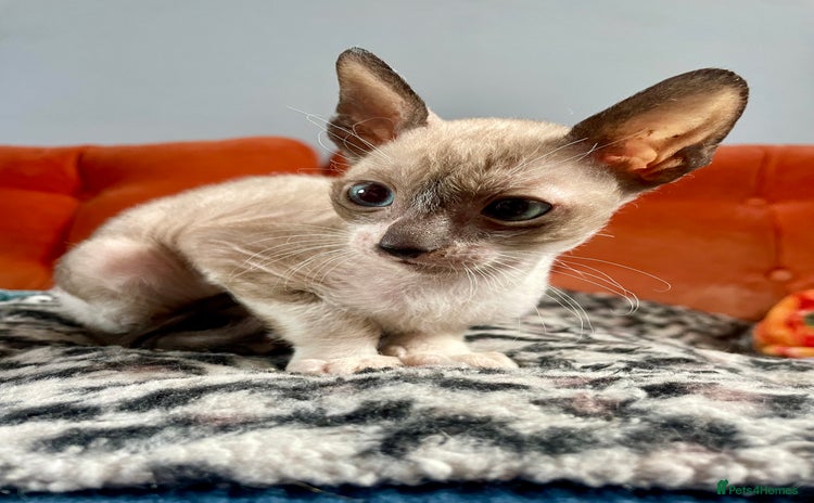 Cornish Rex cats - Advert 1
