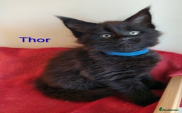 Maine Coon cats for sale: XL beautiful Maine coon gccf kittens for sale  - Image 6